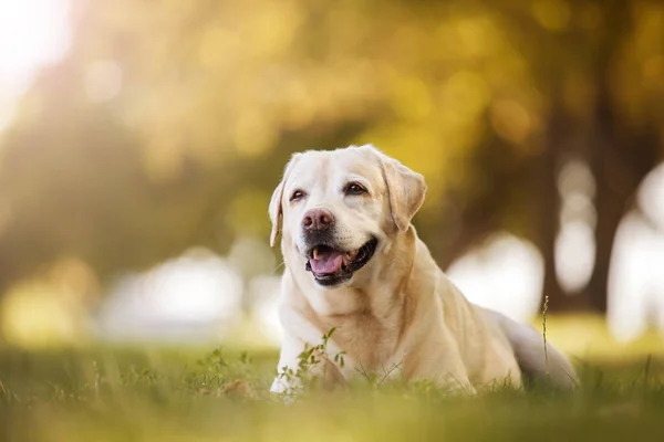 Krásný Labrador Retrívr Parku — Stock fotografie