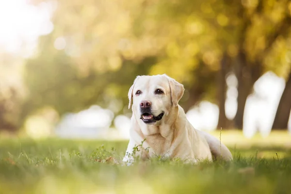 Parktaki güzel Labrador av köpeği.