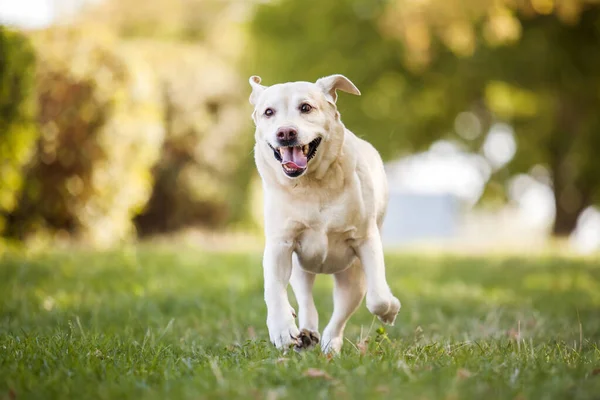 公园里漂亮的拉布拉多猎犬 — 图库照片