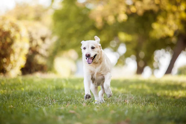 公园里漂亮的拉布拉多猎犬 — 图库照片