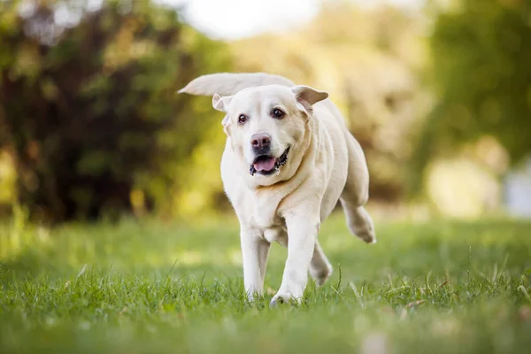 公园里漂亮的拉布拉多猎犬 — 图库照片