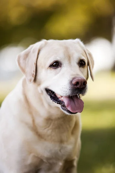 Lindo Labrador Retriever Parque — Fotografia de Stock