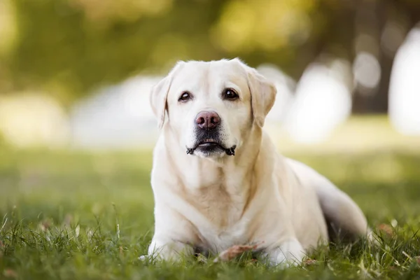 Lindo Labrador Retriever Parque — Fotografia de Stock