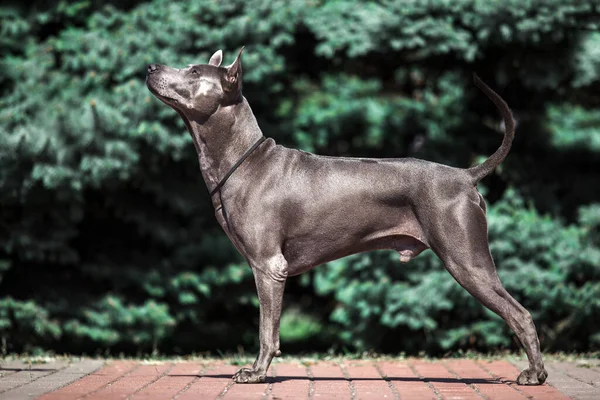 Thajský Ridgeback Pes Venku — Stock fotografie