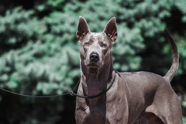 タイのリッジバック犬屋外 — ストック写真