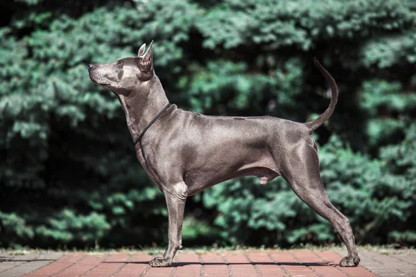 Thajský Ridgeback Pes Venku — Stock fotografie