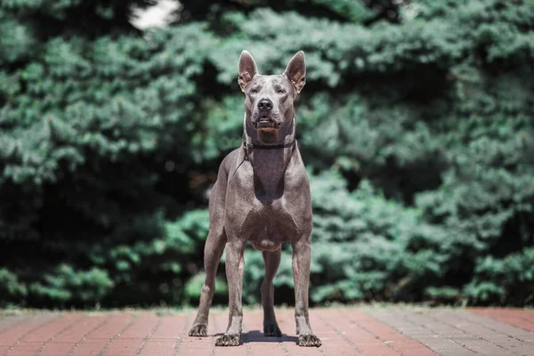 Thai Ridgeback Cane All Aperto — Foto Stock