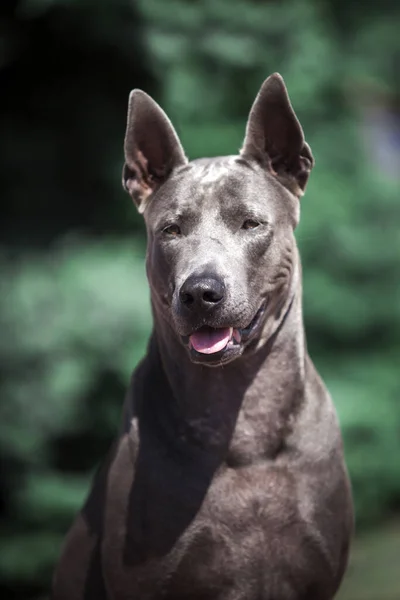 Thai Ridgeback Kutya Szabadban — Stock Fotó