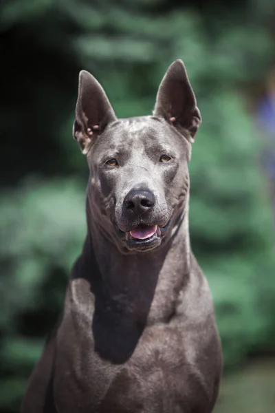 Thaise Ridgeback Hond Buiten — Stockfoto