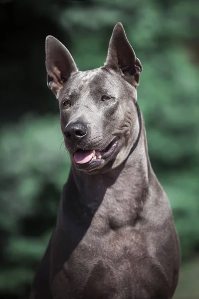 Ταϊλανδός Σκύλος Ridgeback Εξωτερικούς Χώρους — Φωτογραφία Αρχείου