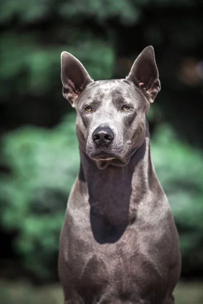 Thajský Ridgeback Pes Venku — Stock fotografie