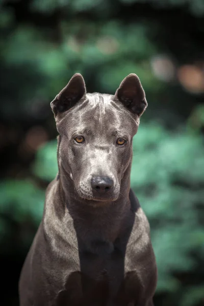 Thai Ridgeback Dog Outdoors — Stock Photo, Image