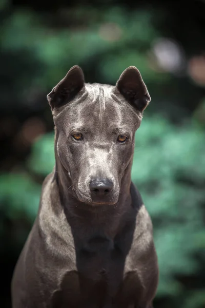 Tajski Pies Ridgeback Zewnątrz — Zdjęcie stockowe