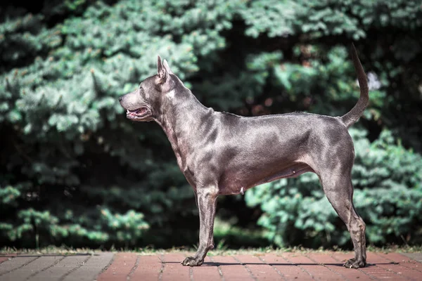 タイのリッジバック犬屋外 — ストック写真