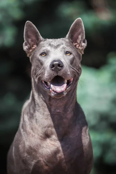 Ταϊλανδός Σκύλος Ridgeback Εξωτερικούς Χώρους — Φωτογραφία Αρχείου