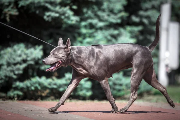 Thai Ridgeback Cane All Aperto — Foto Stock