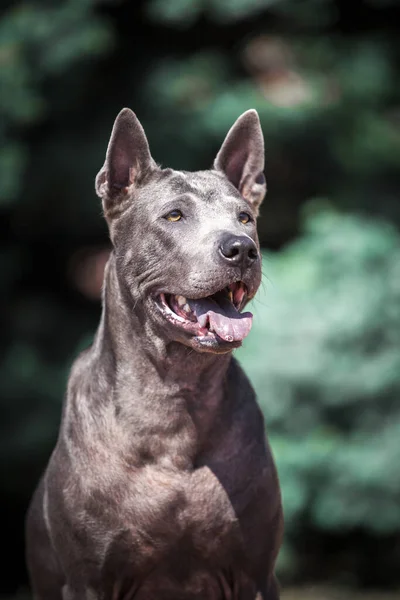 Thai Ridgeback Dog Outdoors — Stock Photo, Image