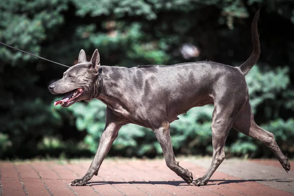 Thai Ridgeback Kutya Szabadban — Stock Fotó