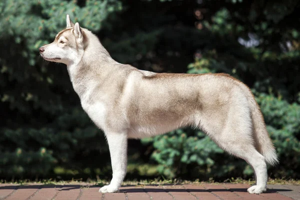 Bedårande Sibirisk Husky Hund Utomhus — Stockfoto