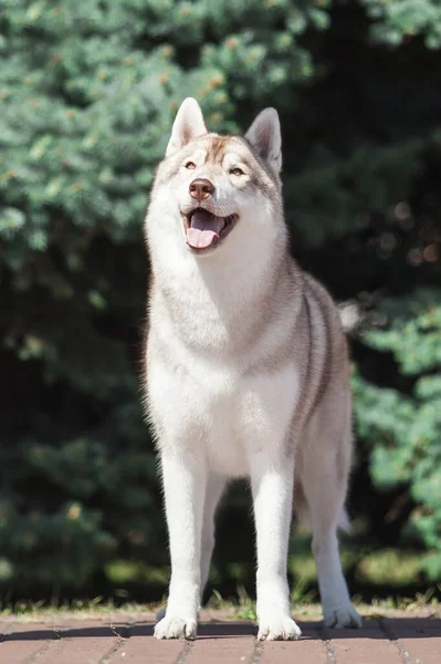 Imádnivaló Szibériai Husky Kutya Szabadban — Stock Fotó