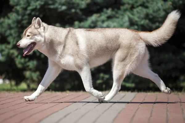 Прелестная Сибирская Хаски Собака Открытом Воздухе — стоковое фото
