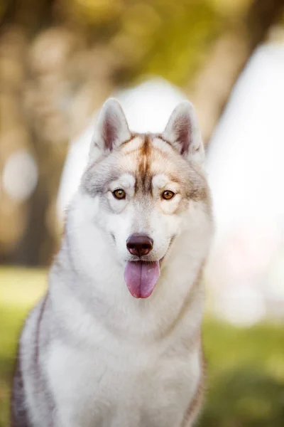 Adorável Cão Husky Siberiano Livre — Fotografia de Stock