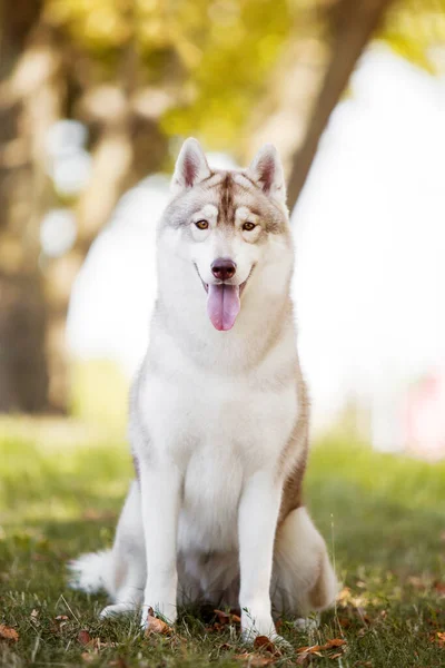 Bedårande Sibirisk Husky Hund Utomhus — Stockfoto