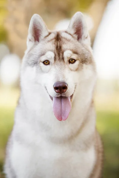 Rozkošný Sibiřský Husky Pes Venku — Stock fotografie