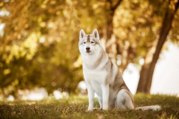 Adorable Siberian Husky Dog Outdoors — Stock Photo, Image