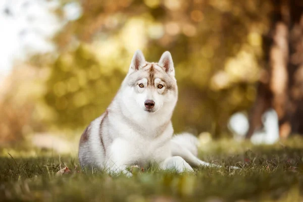 Imádnivaló Szibériai Husky Kutya Szabadban — Stock Fotó