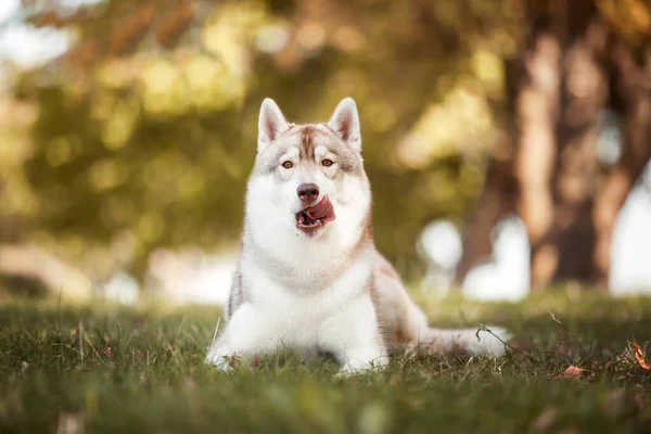 Uroczy Syberyjski Husky Pies Zewnątrz — Zdjęcie stockowe