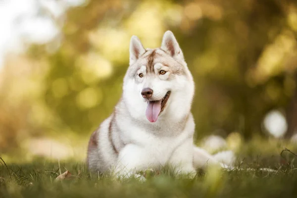 Uroczy Syberyjski Husky Pies Zewnątrz — Zdjęcie stockowe