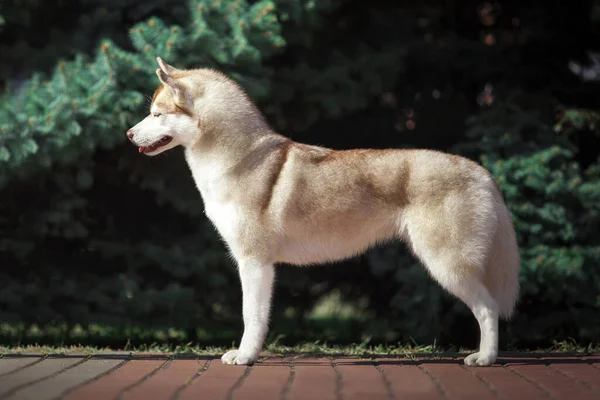 愛らしいシベリアのハスキー犬屋外 — ストック写真