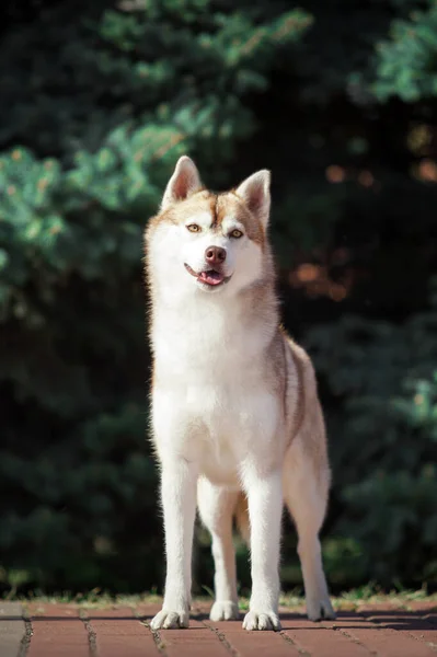 Imádnivaló Szibériai Husky Kutya Szabadban — Stock Fotó