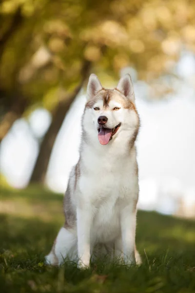 Imádnivaló Szibériai Husky Kutya Szabadban — Stock Fotó