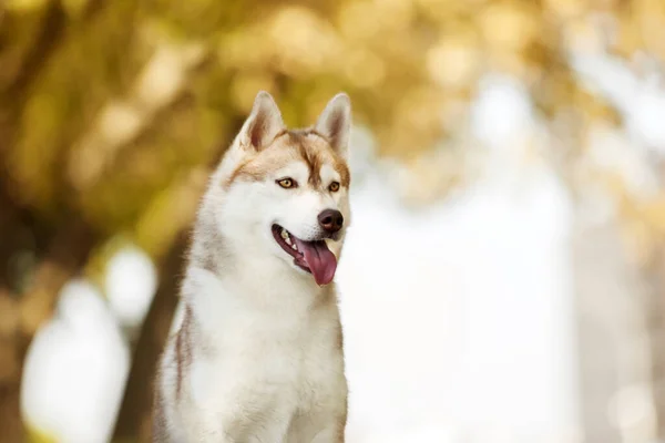 愛らしいシベリアのハスキー犬屋外 — ストック写真