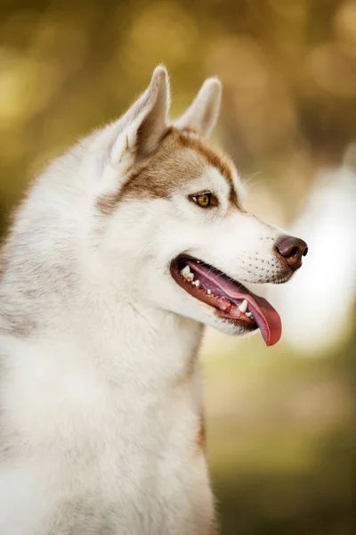 Adorable Siberian Husky Dog Outdoors — Stock Photo, Image