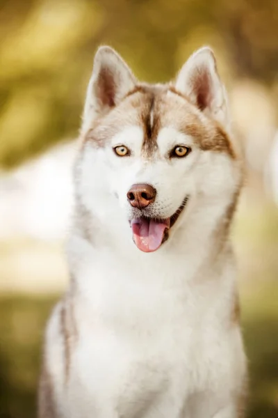 Schattige Siberische Husky Hond Buiten — Stockfoto