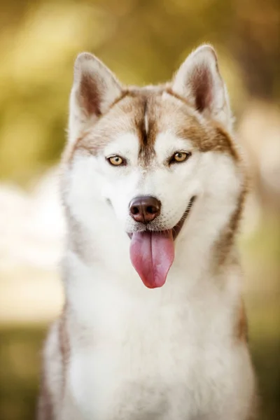 可爱的西伯利亚哈士奇狗在户外 — 图库照片