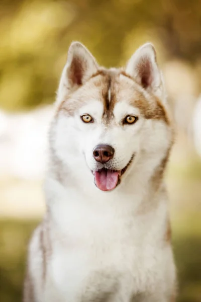 Schattige Siberische Husky Hond Buiten — Stockfoto