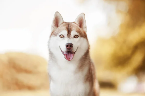 Schattige Siberische Husky Hond Buiten — Stockfoto