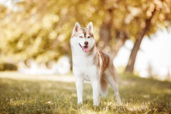 Entzückender Sibirischer Husky Hund Freien — Stockfoto