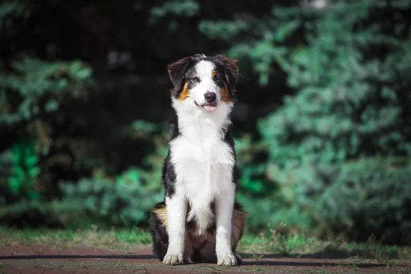 Vacker Australisk Herde Hund Utomhus — Stockfoto