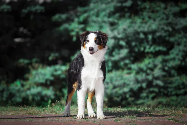 Beautiful Australian Shepherd Dog Outdoors — Stock Photo, Image