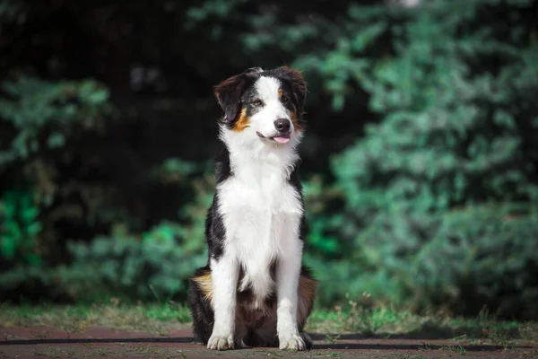 Güzel Avustralyalı Çoban Köpeği — Stok fotoğraf