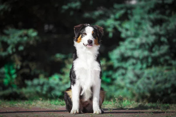 Magnifique Chien Berger Australien Plein Air — Photo