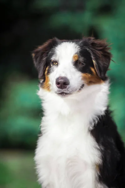 Hermoso Perro Pastor Australiano Aire Libre — Foto de Stock