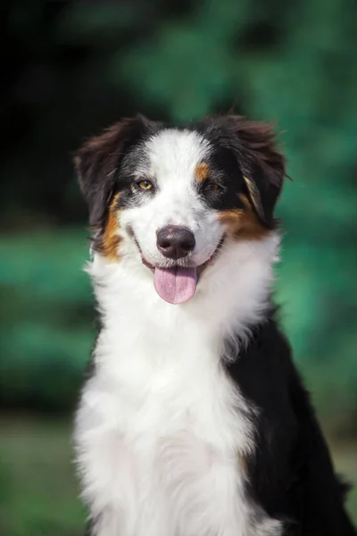 Hermoso Perro Pastor Australiano Aire Libre — Foto de Stock