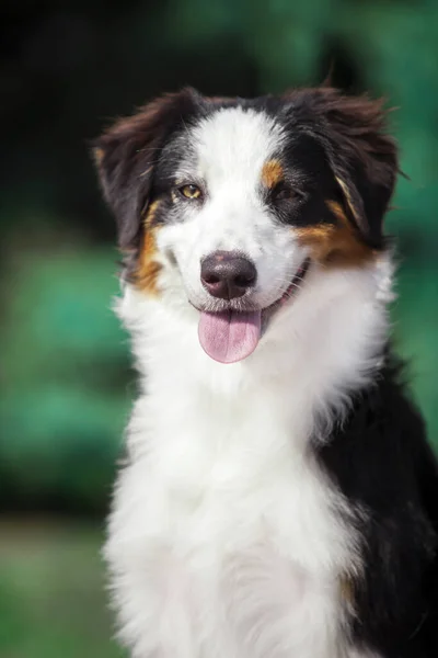 Vacker Australisk Herde Hund Utomhus — Stockfoto