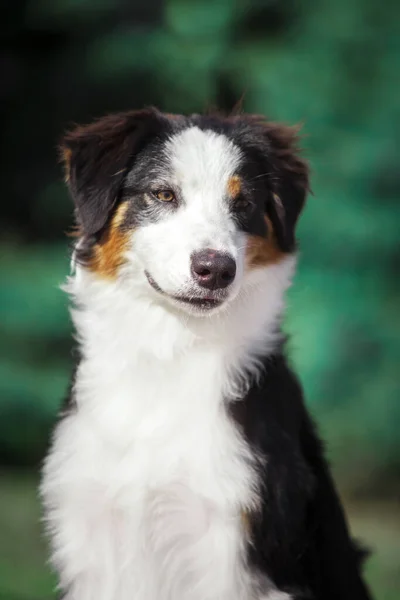 Güzel Avustralyalı Çoban Köpeği — Stok fotoğraf